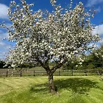 別荘 Orchard Near Glasson Village アスローン