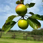 Orchard Near Glasson Village アスローン