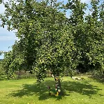 Orchard Near Glasson Village アスローン