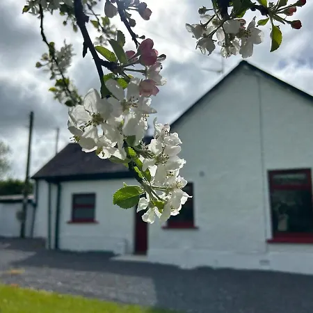 Orchard Near Glasson Village *