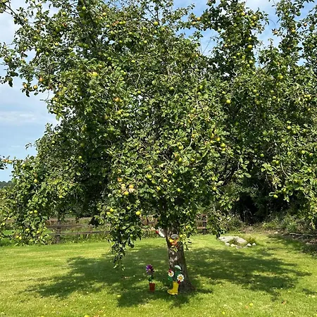 Orchard Near Glasson Village Athlone